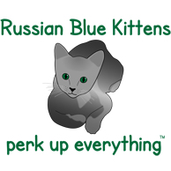 Russian Blue Kittens Perk Up Everything